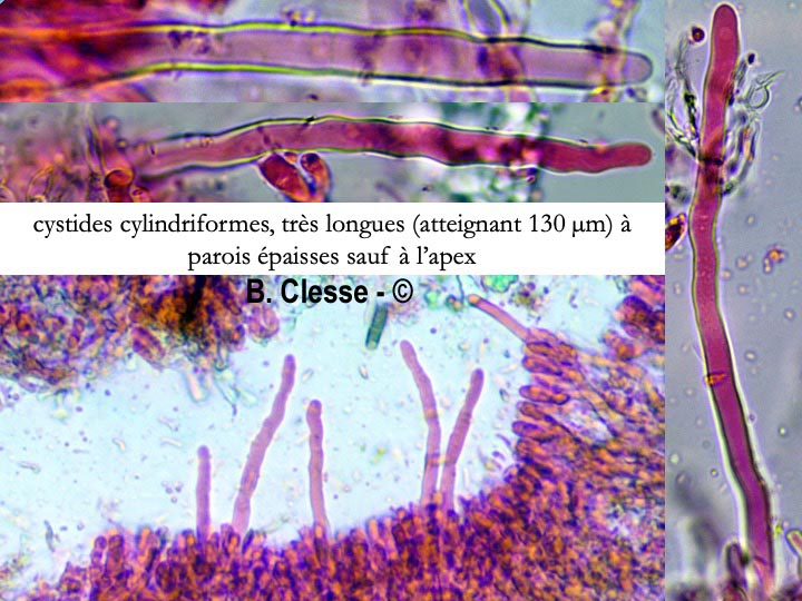 Kneiffiella subalutacea