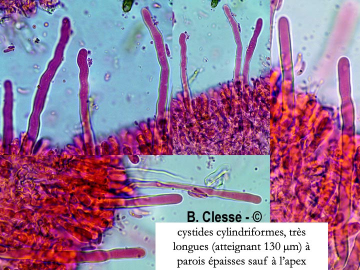 Kneiffiella subalutacea