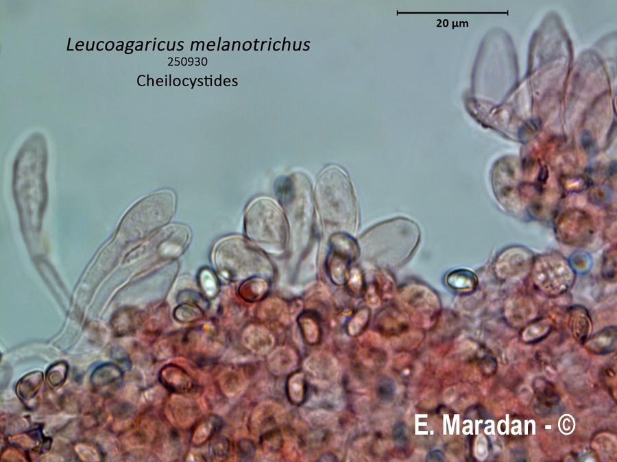 Leucoagaricus melanotrichus