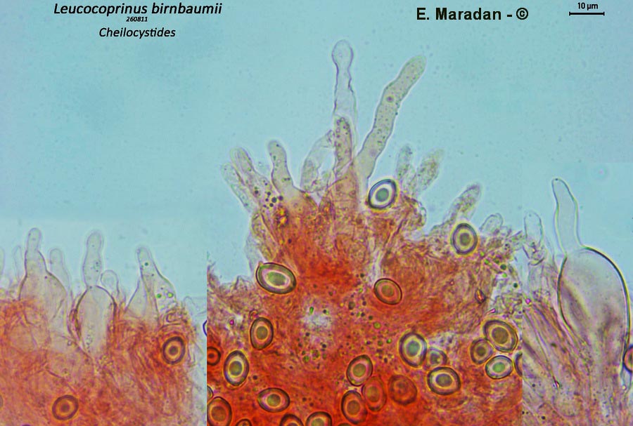 Leucocoprinus birnbaumii