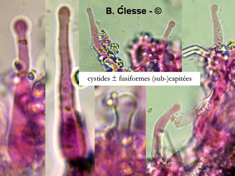 Lyomyces sambuci