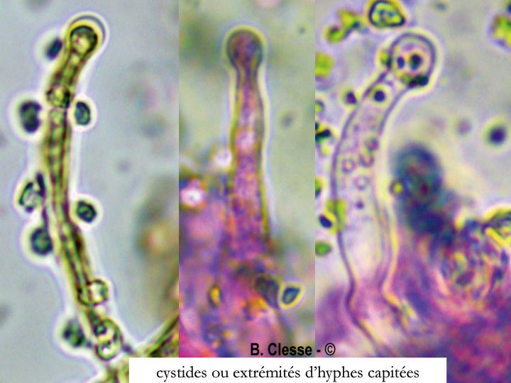 Lyomyces sambuci (Xylodon sambuci, Rogersella sambuci)