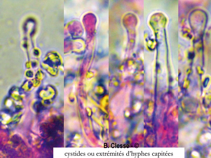 Lyomyces sambuci (Xylodon sambuci, Rogersella sambuci)