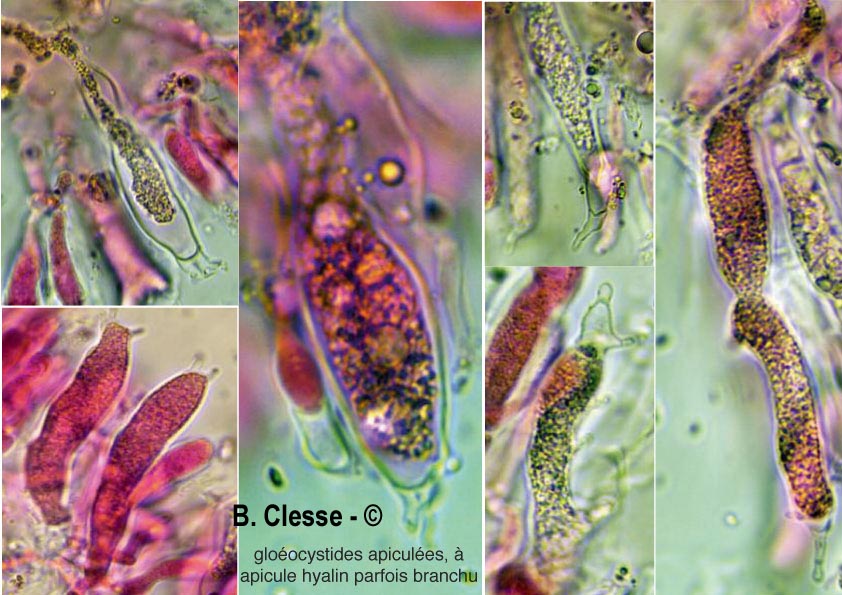 Megalocystidiatum luteocystidiatum