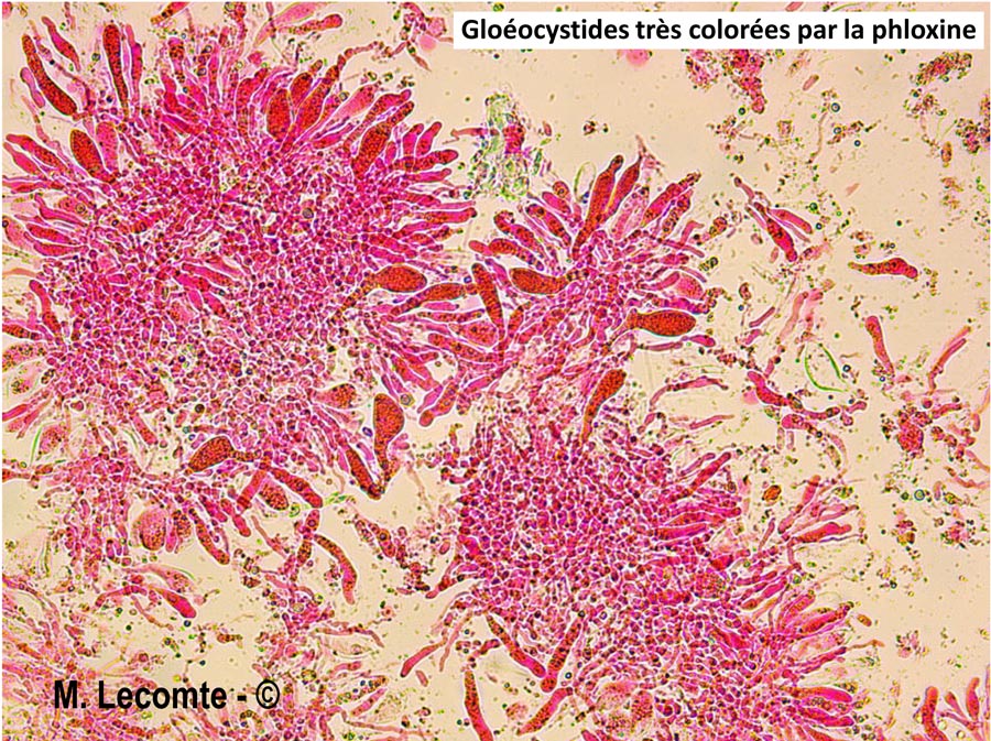 Megalocystidium leucoxanthum