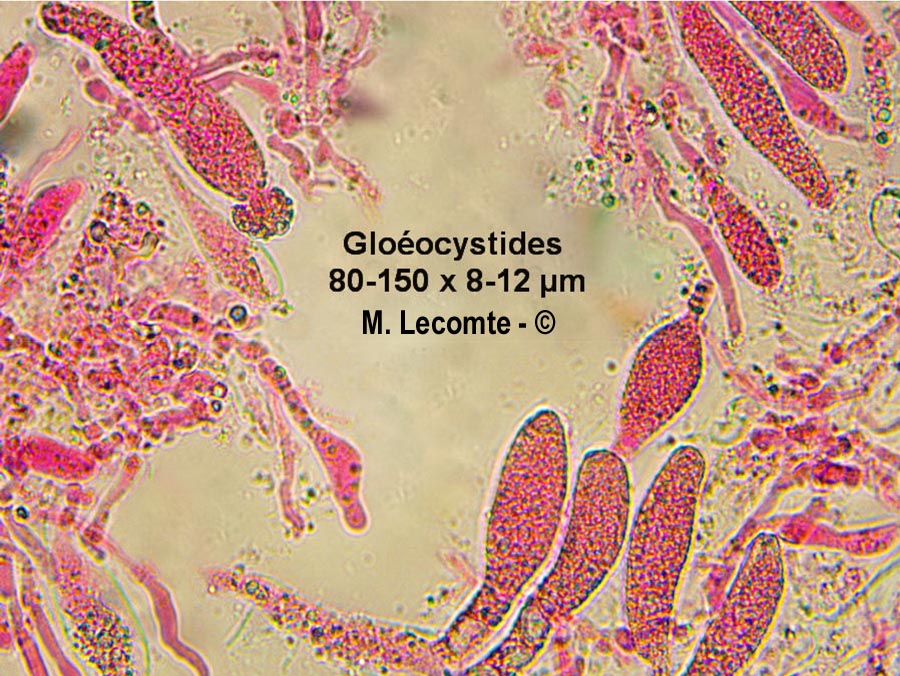 Megalocystidium leucoxanthum