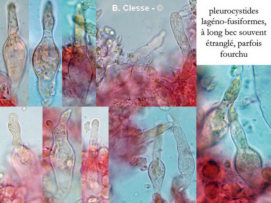 Mycena capillaripes