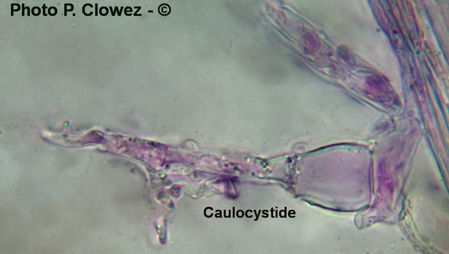Mycena clavularis