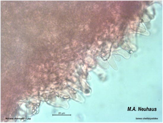 Mycena diosma