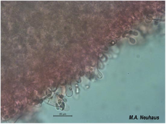 Mycena diosma