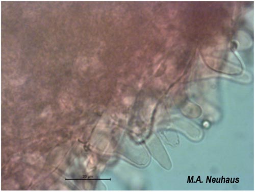 Mycena diosma