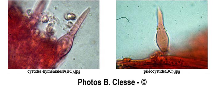 Mycenella trachyspora