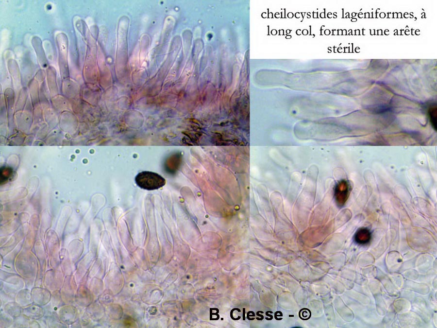 Panaeolina foenisecii (Panaeolus foenisecii)