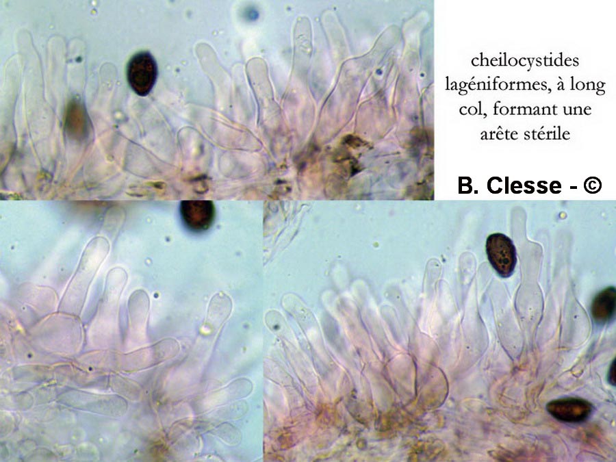 Panaeolina foenisecii (Panaeolus foenisecii)