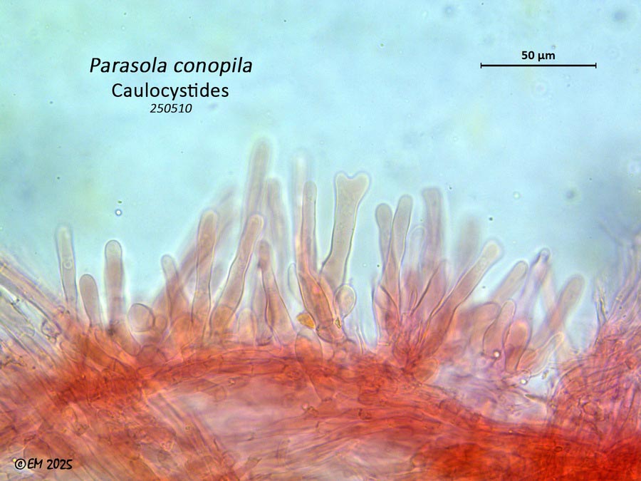 Parasola conopila