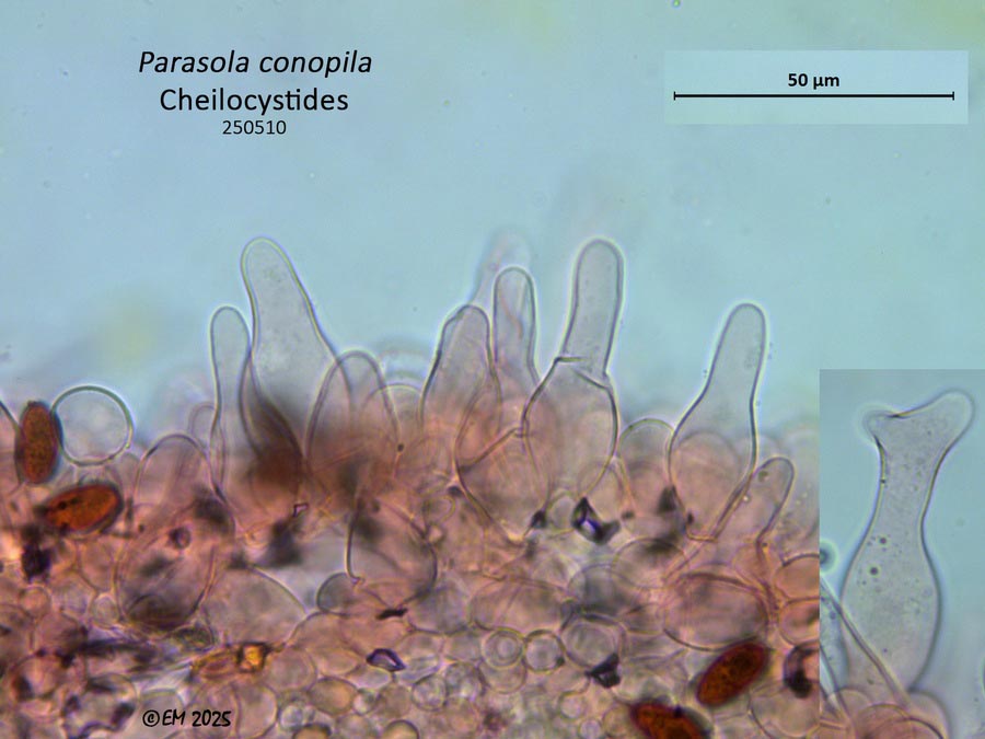 Parasola conopila