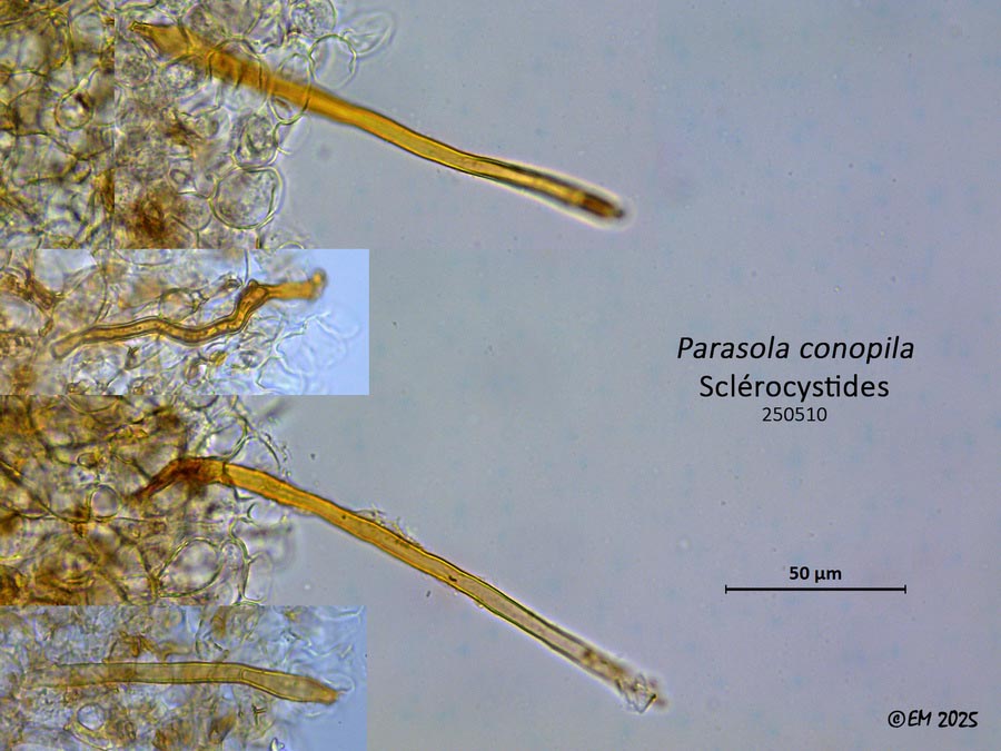 Parasola conopila