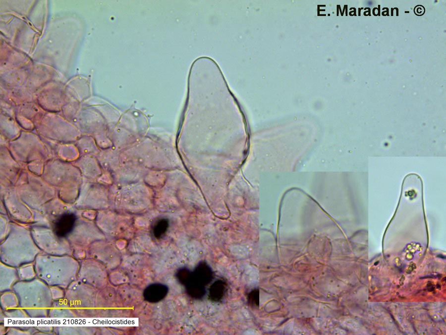 Parasola plicatilis (Coprinus plicatilis)