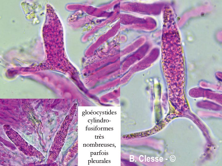 Peniophora incarnata