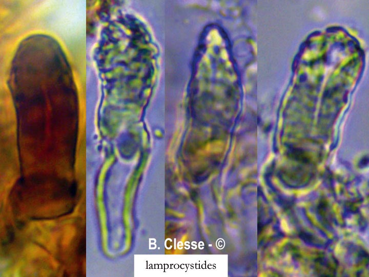 Peniophora lycii