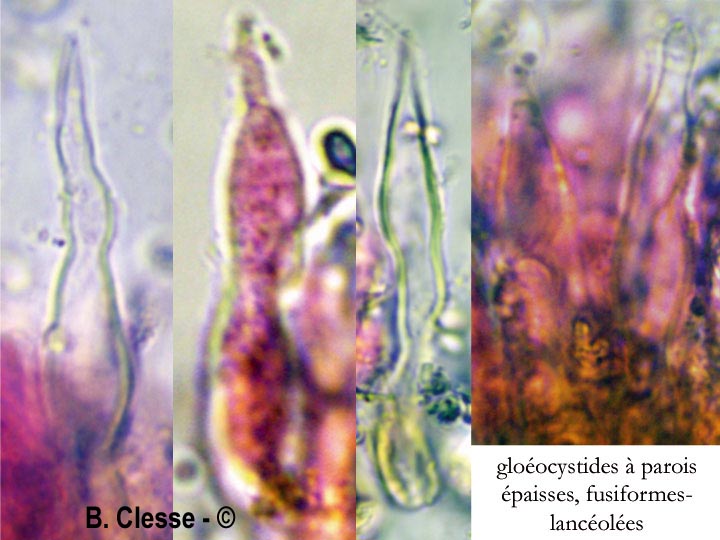 Peniophora lycii