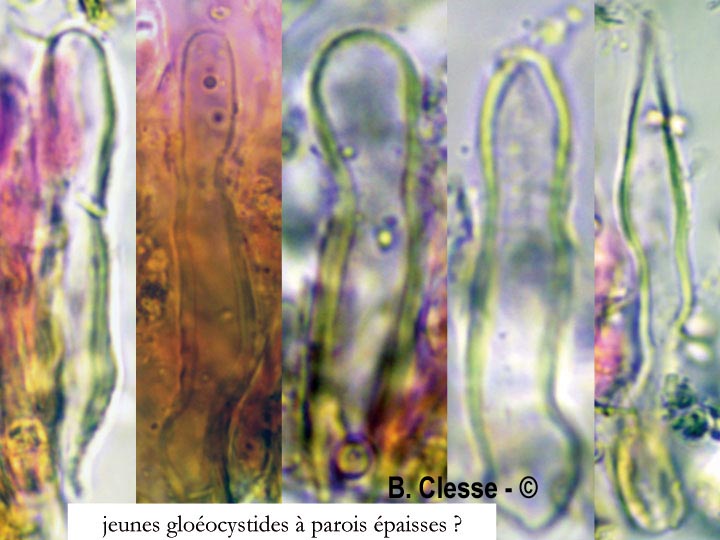 Peniophora lycii