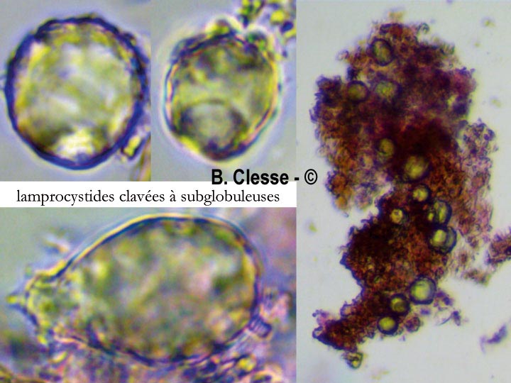 Peniophora lycii