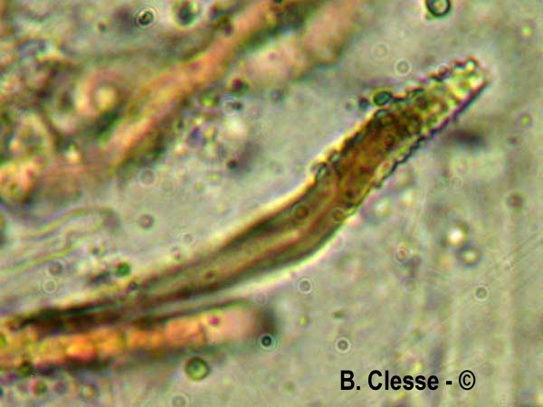 Peniophora piceae