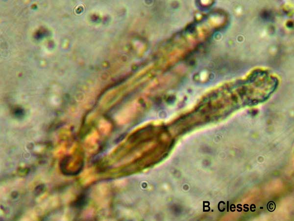 Peniophora piceae