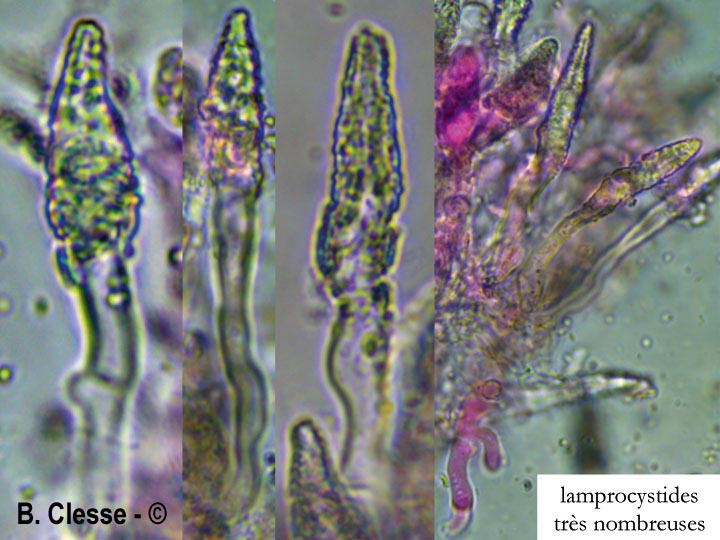 Peniophora proxima