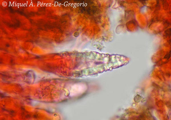 Peniophora quercina