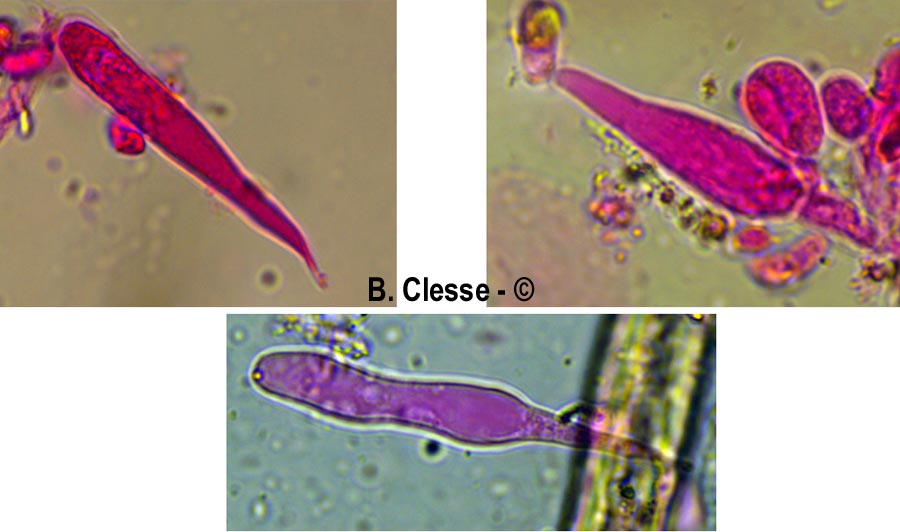 Peniophorella pallida (Hyphoderma pallidum)