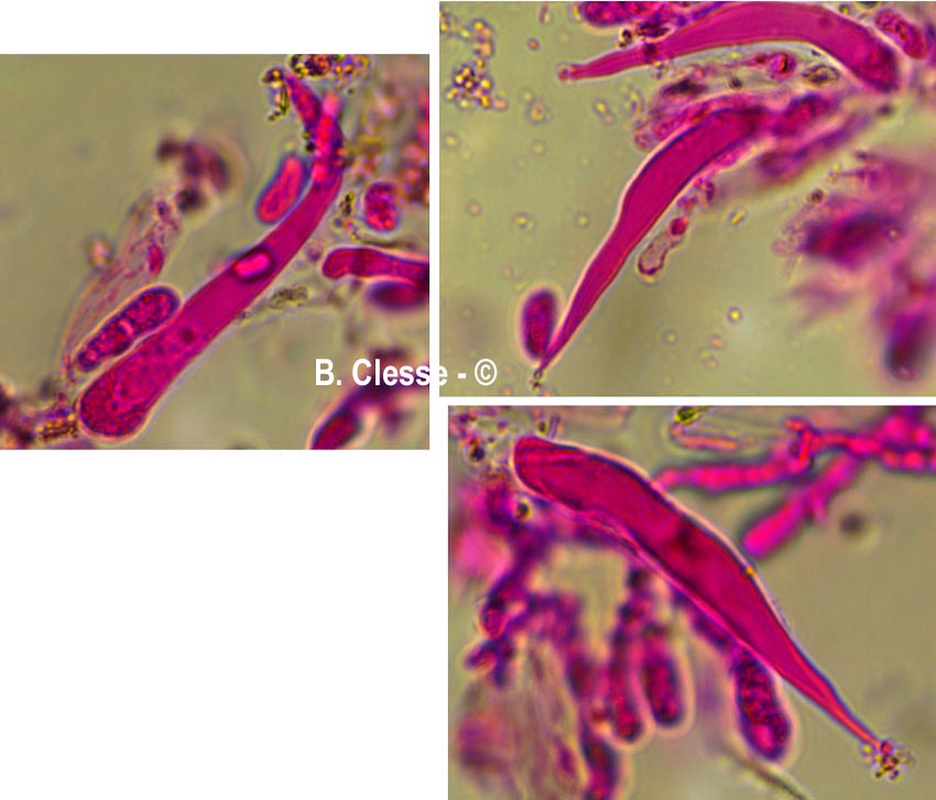 Peniophorella pallida (Hyphoderma pallidum)
