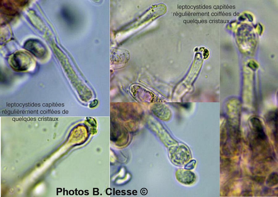 Peniophorella praetermissa (Hyphoderma praetermissum)