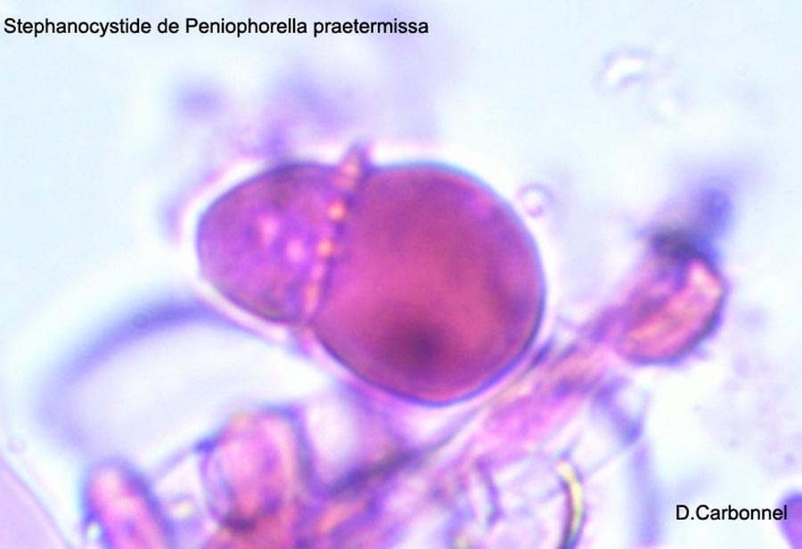 Peniophorella praetermissa