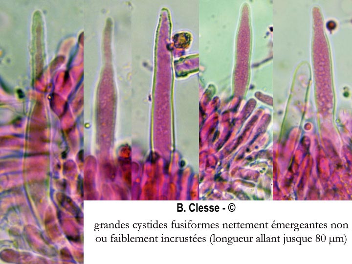 Phanerochaete sordida