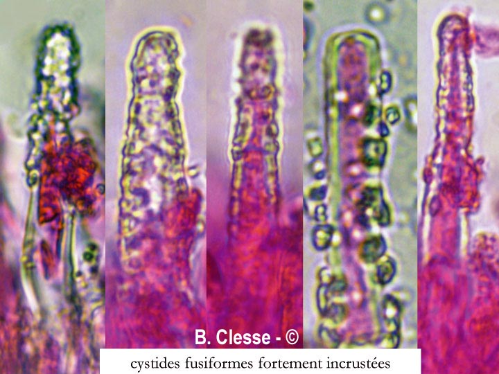 Phanerochaete sordida