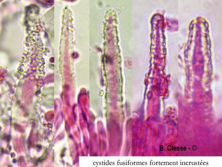 Phanerochaete sordida