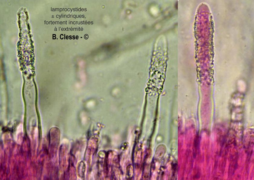 Phanerochaete velutina