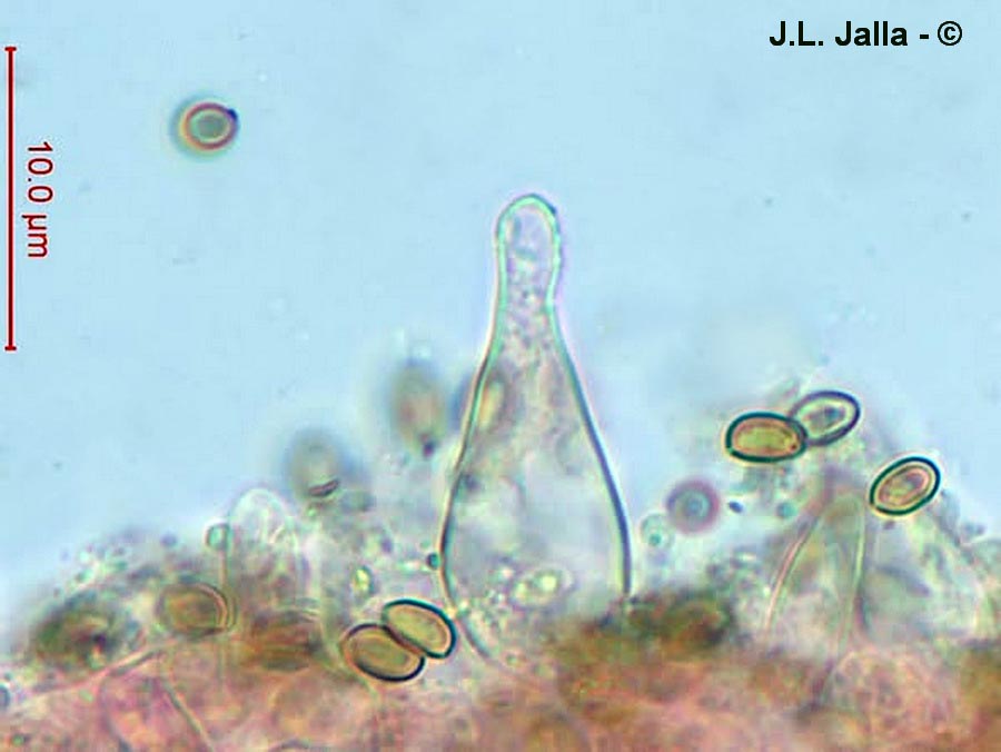 Pholiota highlandensis