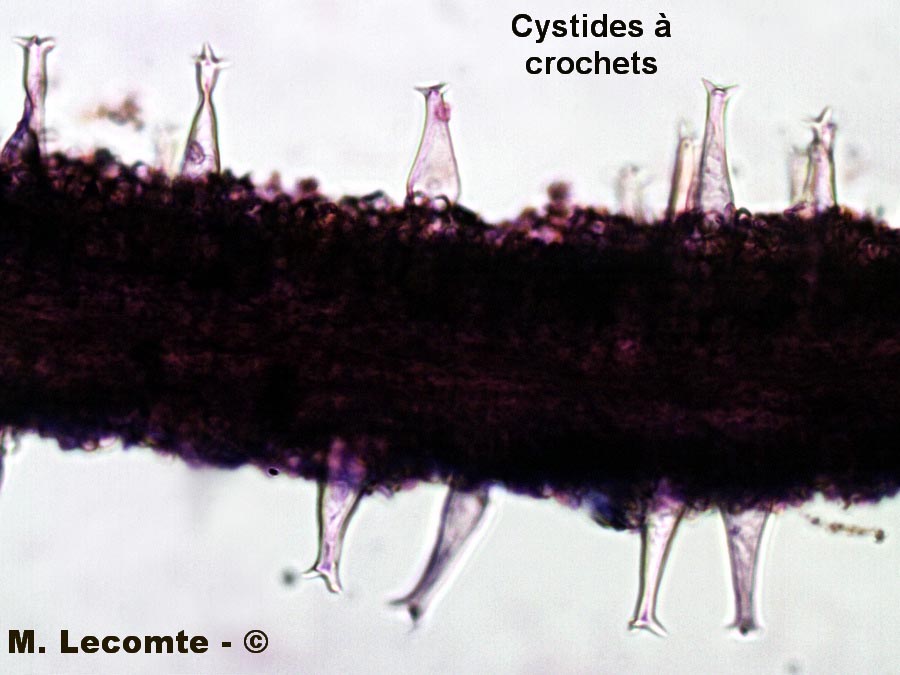 Pluteus cervinus