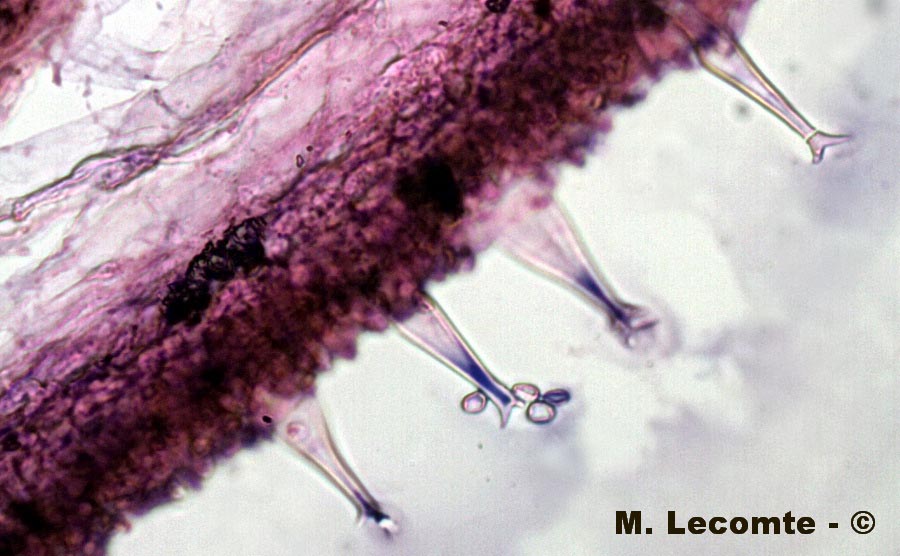 Pluteus cervinus