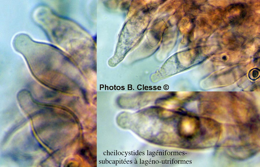 Pluteus hispidulus var. cephalocysti
