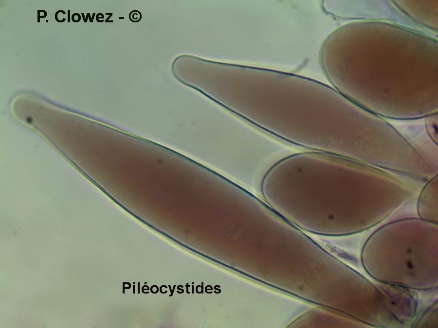 Pluteus inflatus