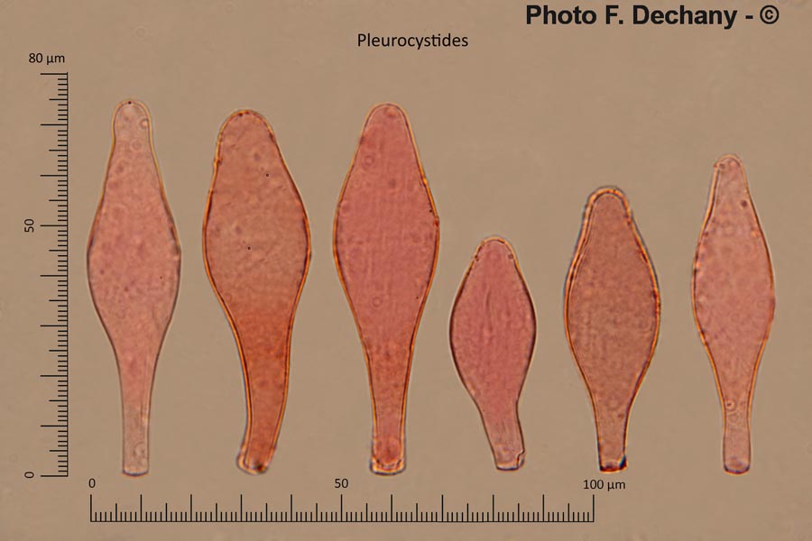 Pluteus phlebophorus (Pluteus chrysophaeus)