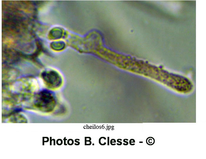 Porpoloma spinulosum (Pogonoloma spinulosum)