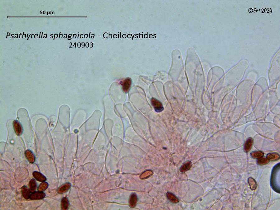 Psathyrella sphagnicola