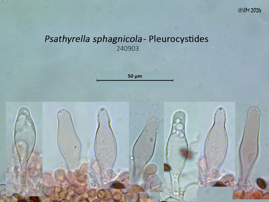 Psathyrella sphagnicola