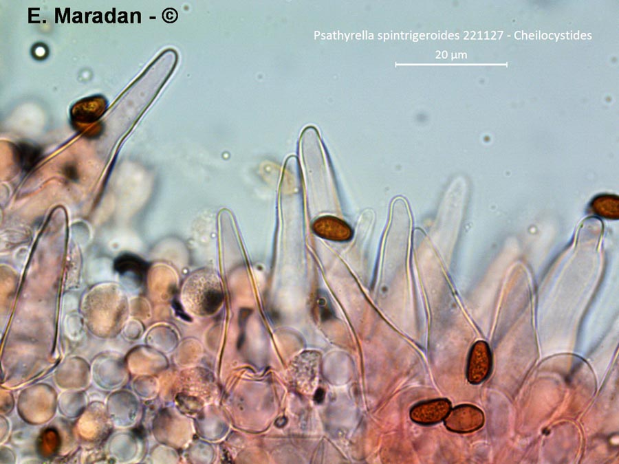 Psathyrella spintrigeroides