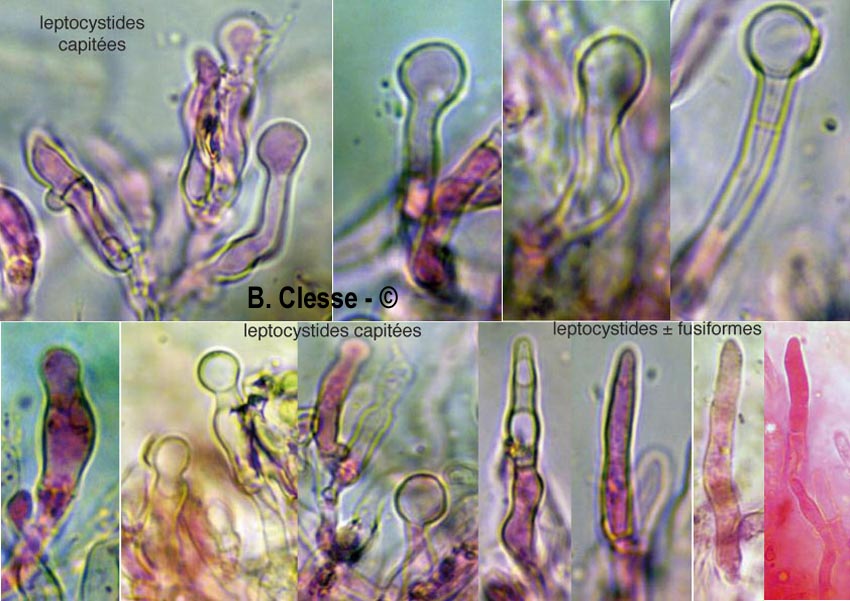 Radulomyces molaris (Cerocorticium molare)
